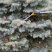 125SG-4200-18 spray lance jet spray