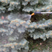 125SG-4200-18 spray lance fog spray